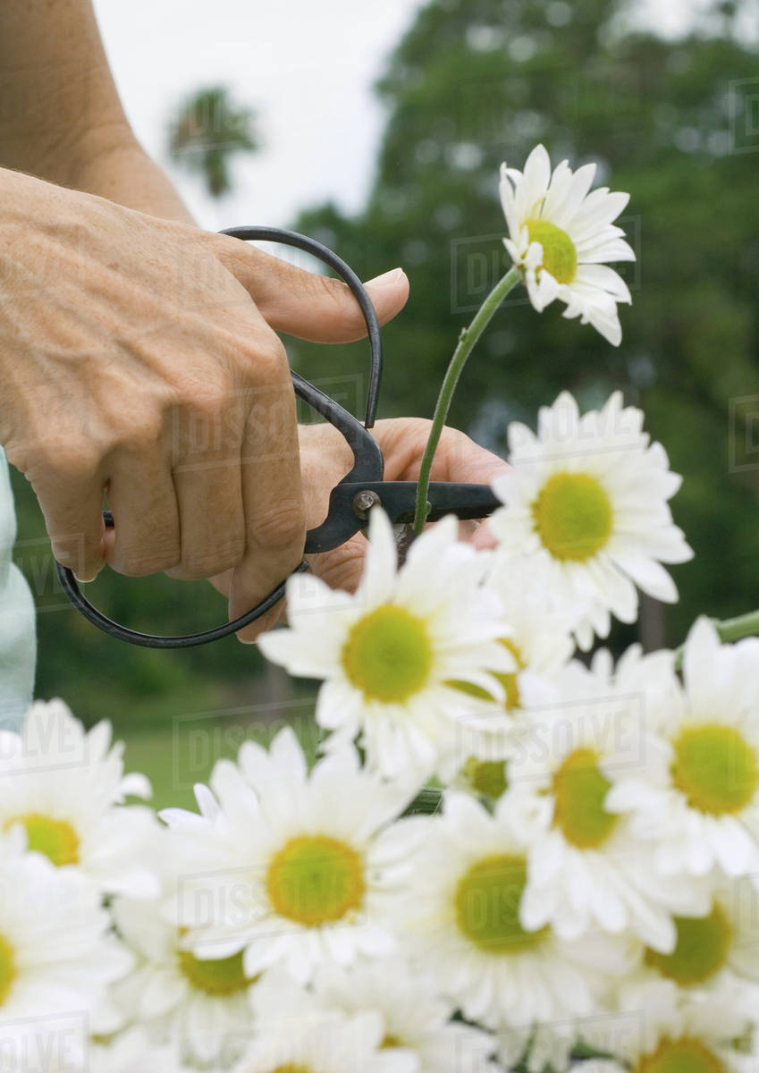 Cutting daisies Stock Photo Dissolve