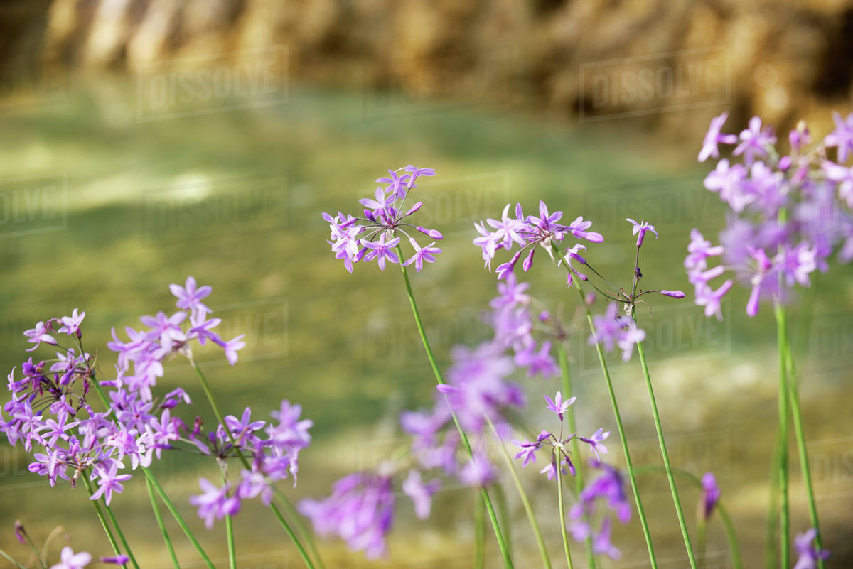 Garlic flowers Stock Photo Dissolve