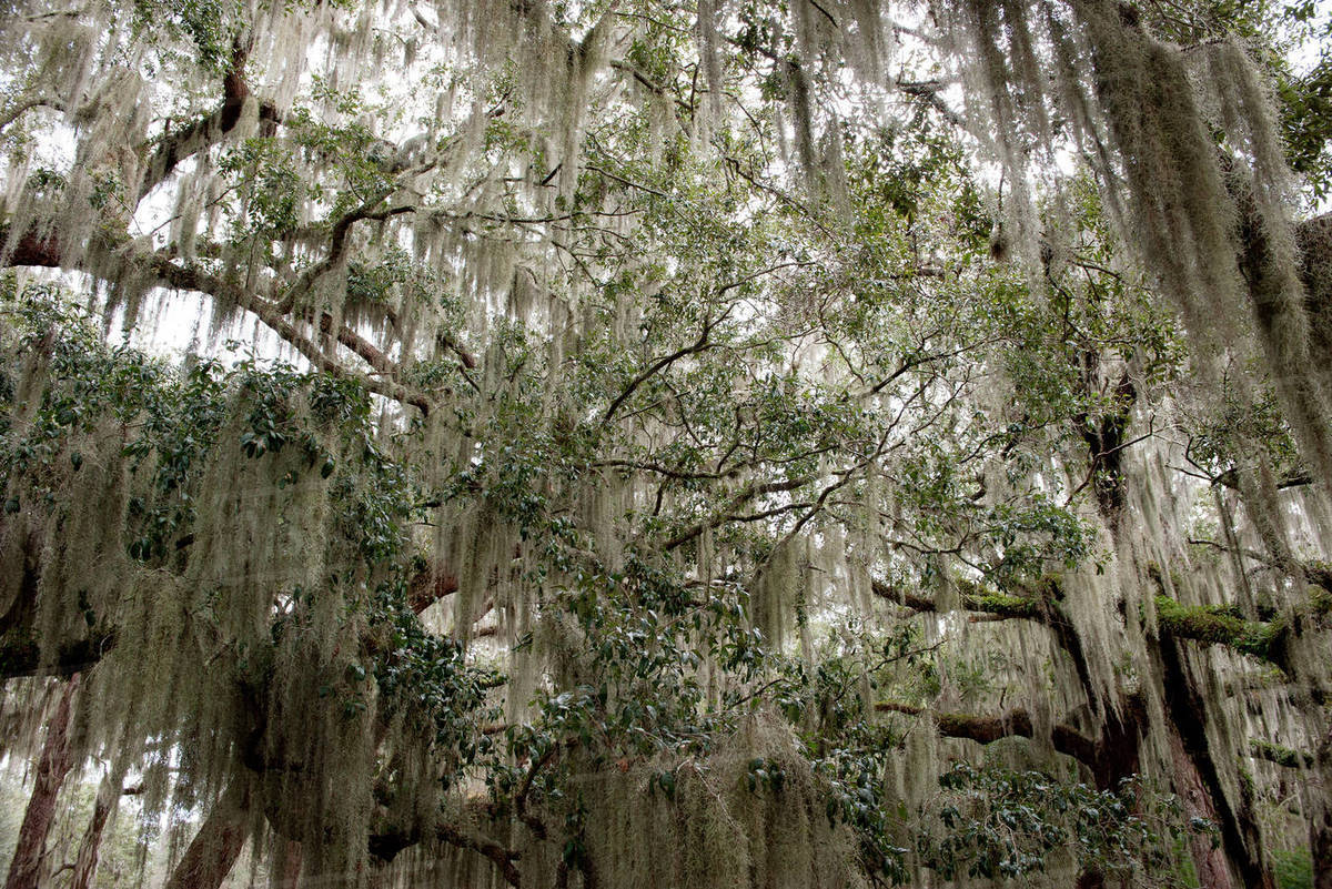 Spanish moss hanging from trees, Jekyll Island, USA Stock