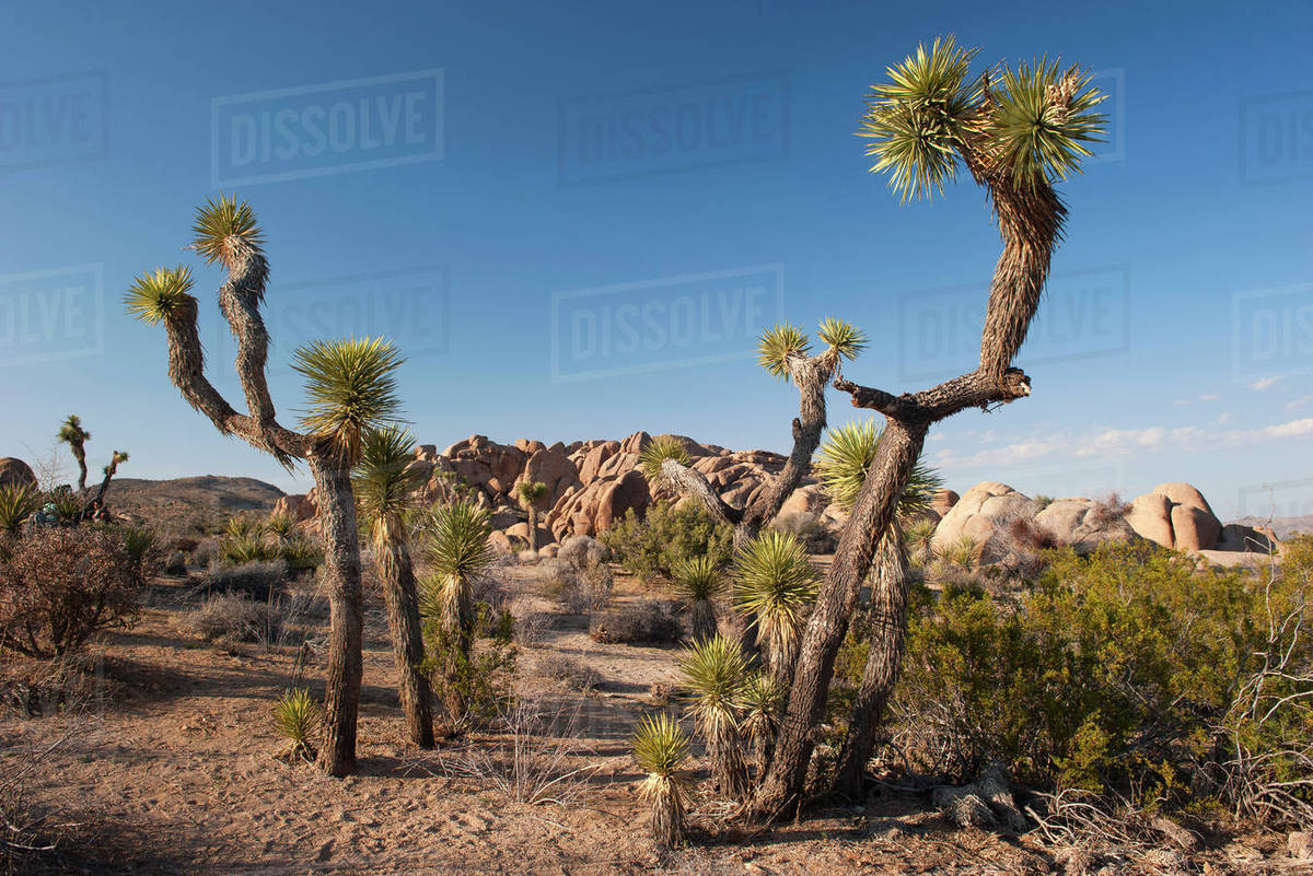 Joshua tree (Yucca brevifolia) growing in Joshua Tree National Park