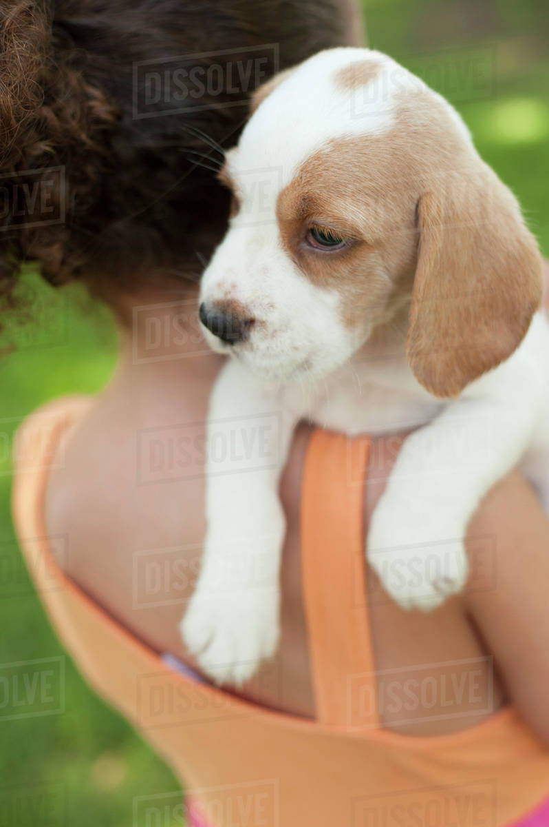 Girl carrying beagle puppy on shoulder Royalty-free Stock Photo