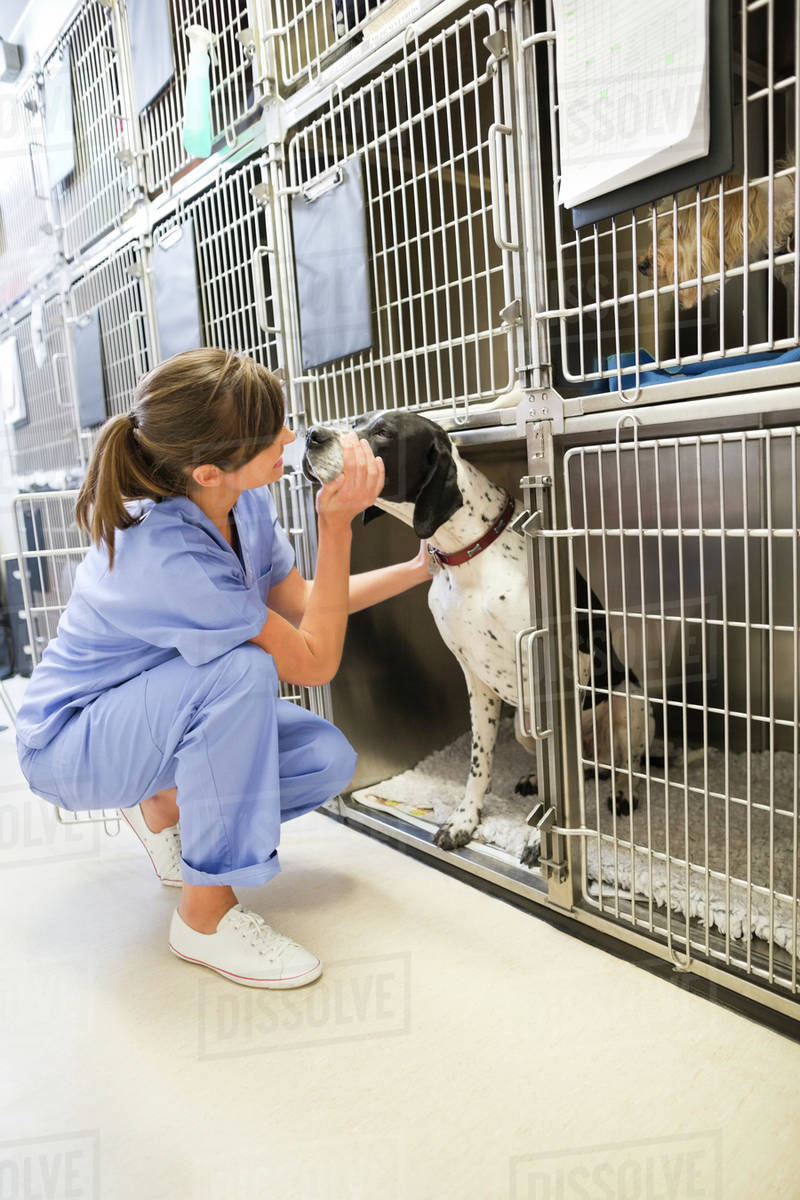 Do I Need A License To Start A Dog Kennel