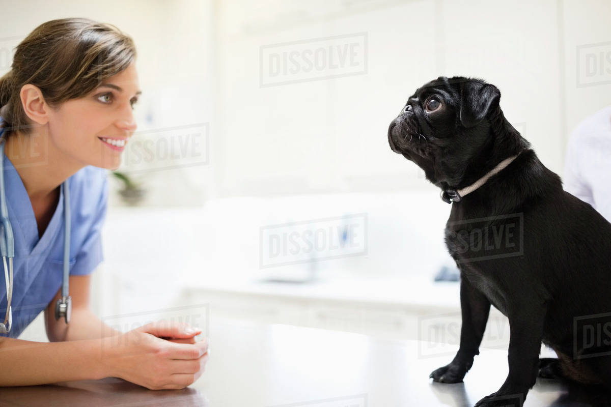 Veterinarian greeting dog in vet's surgery Stock Photo Dissolve