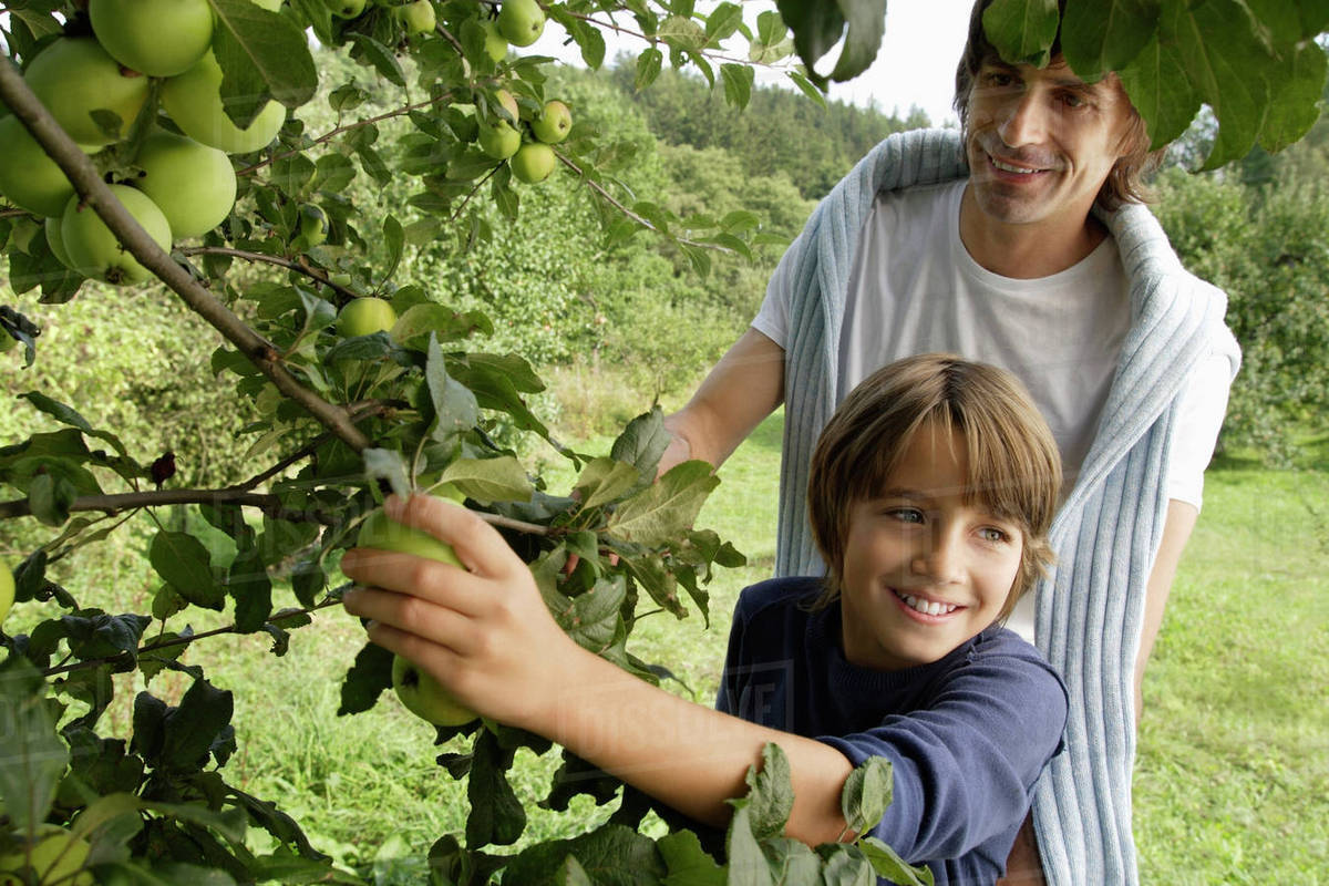 Father and son picking apples off tree Stock Photo Dissolve