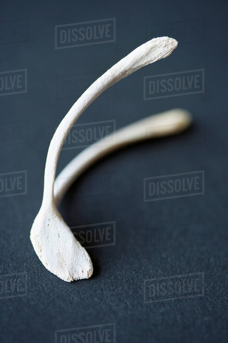 Chicken wishbone Stock Photo Dissolve