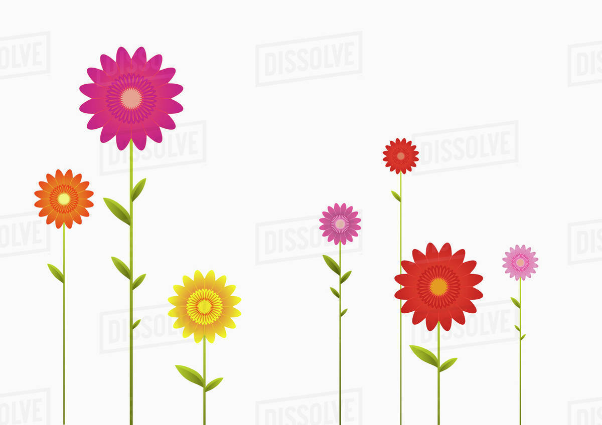 Various colors and sizes of Gerbera Daisies in a row Stock Photo