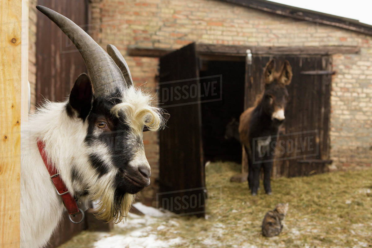 Goat and donkey in barn Stock Photo Dissolve