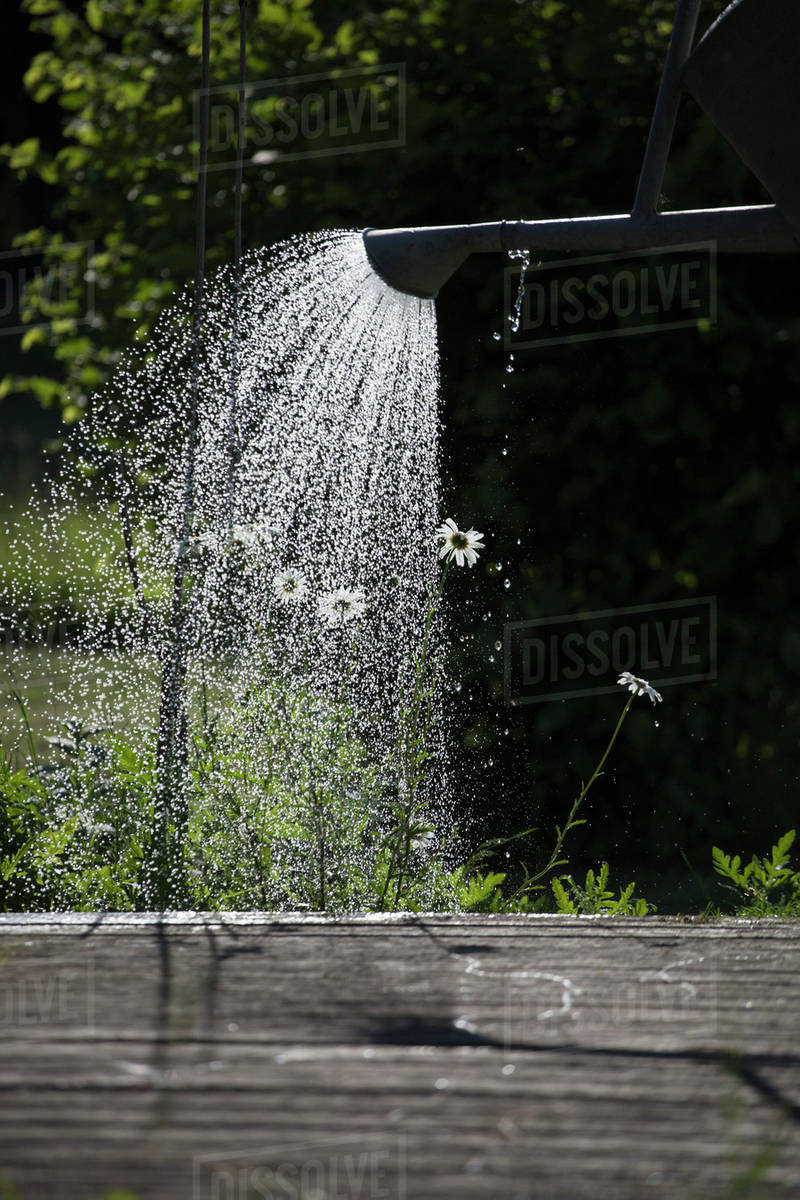 Hose watering grass in garden Stock Photo Dissolve