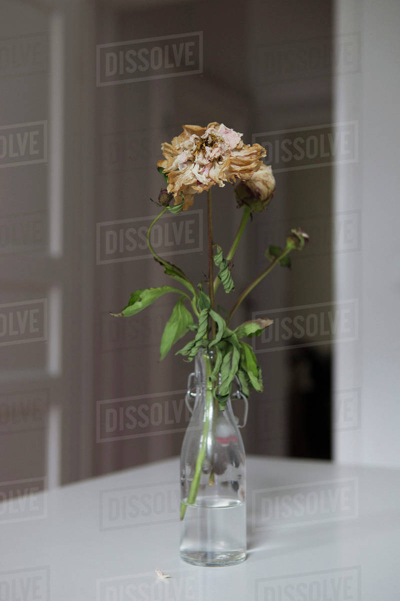 Dried flowers in vase at home Stock Photo Dissolve