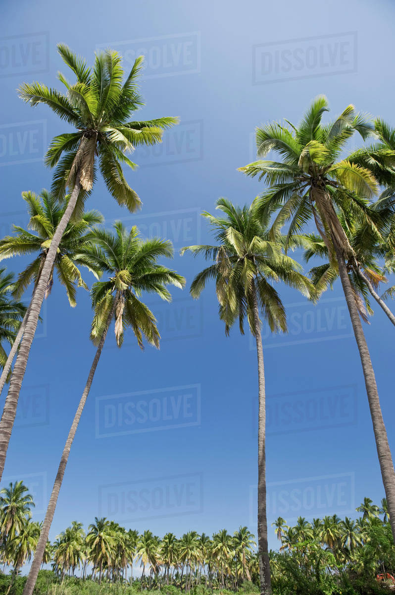 Group of palm trees Stock Photo Dissolve