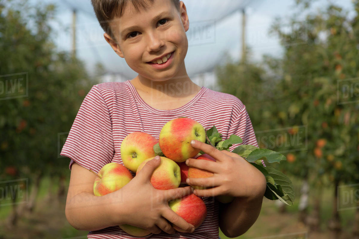 Portrait of smiling boy holding apples at orchard Stock Photo Dissolve