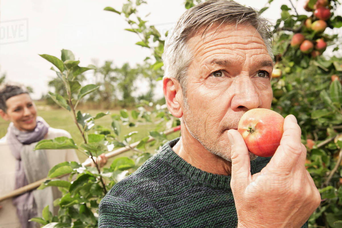 Man smelling fresh apple in orchard Stock Photo Dissolve