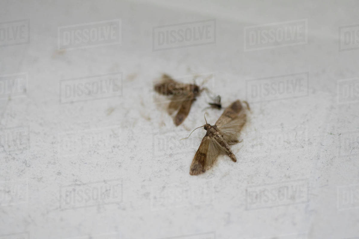 High angle view of dead moths on white surface Stock Photo Dissolve