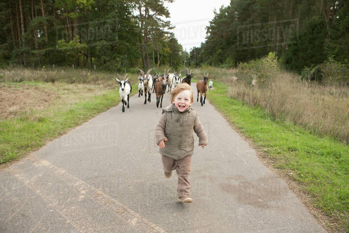 Portrait playful girl being chased by goats on rural road Stock Photo