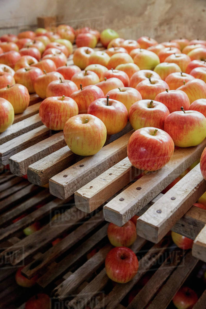 Fresh, ripe harvested apples drying on racks Stock Photo Dissolve