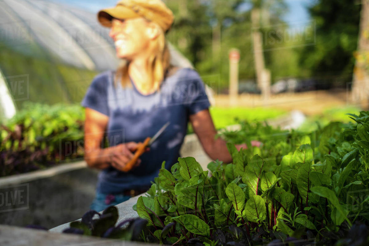 Happy female farmer harvesting fresh red dandelion greens Royalty-free stock photo