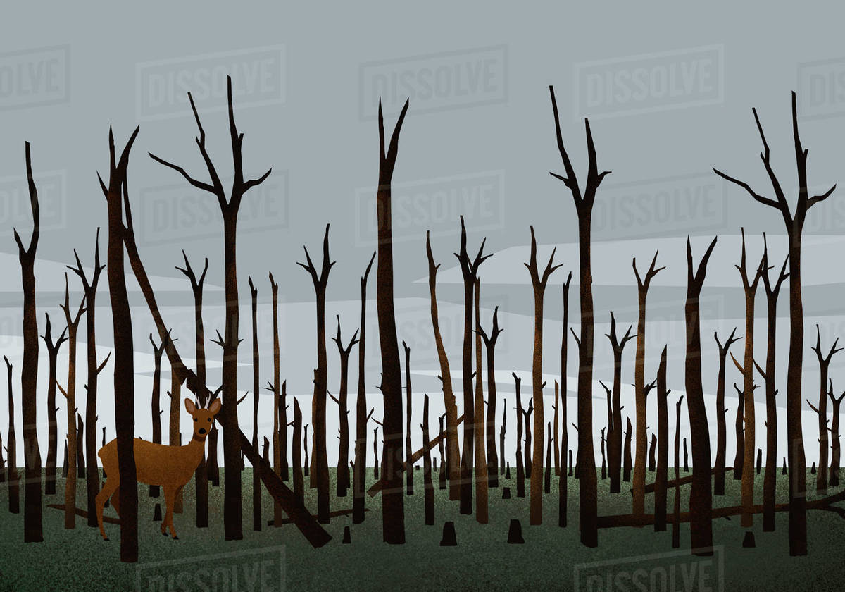 Deer standing among burned trees in woods after forest fire Royalty-free stock photo