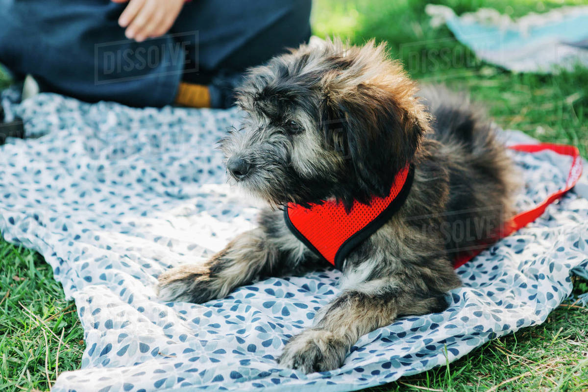 Barbado da Terceira puppy relaxing on picnic blanket in grass Royalty-free stock photo