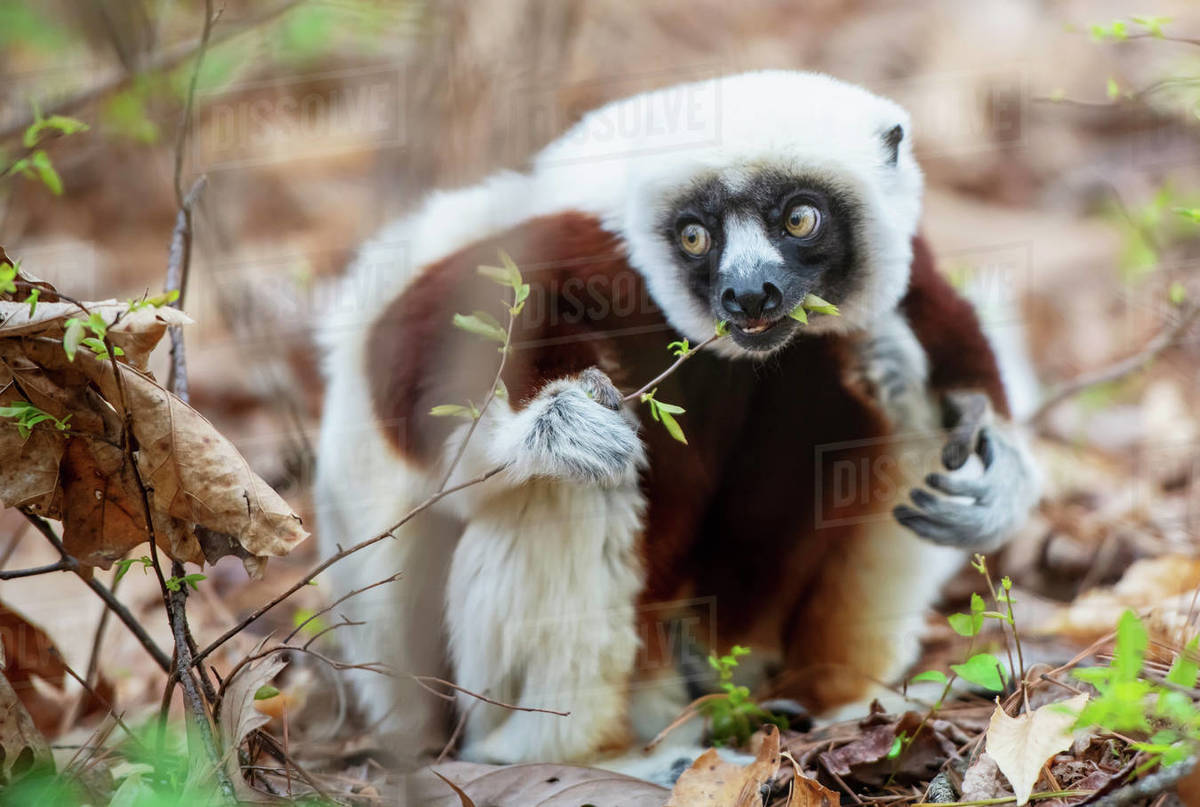 Lemur eating plant Stock Photo Dissolve