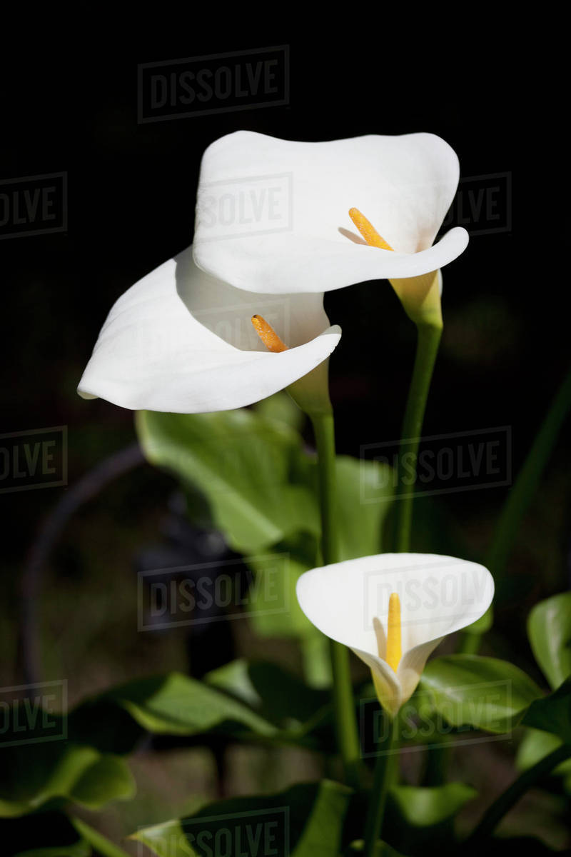 White Calla Lilies Stock Photo Dissolve White Calla Lilies Stock Photo Dissolve